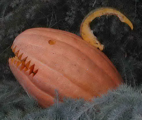 Nipomo Pumpkin Patch Shark